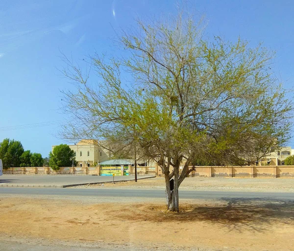 Aljawaher School - As Suwaiq, Al Batinah North - School in Oman