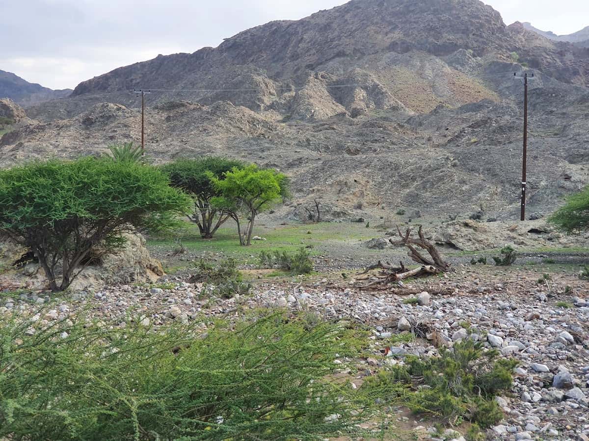 Al hehal School - Ibri, Al Dhahirah - School in Oman