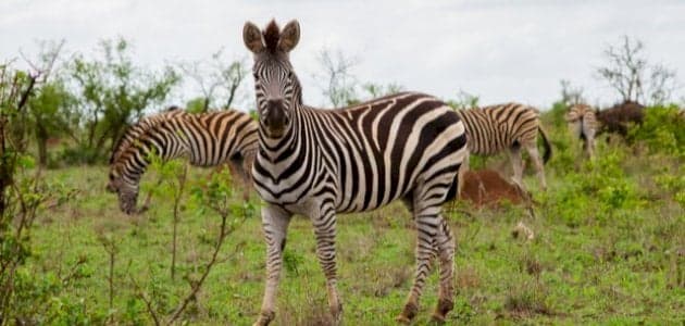 Bahjat Al Elm for Primary Education - School Building