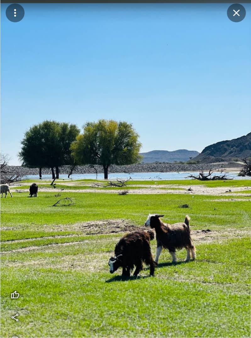 Mashail For Primary Evining - Photo 2 of 2