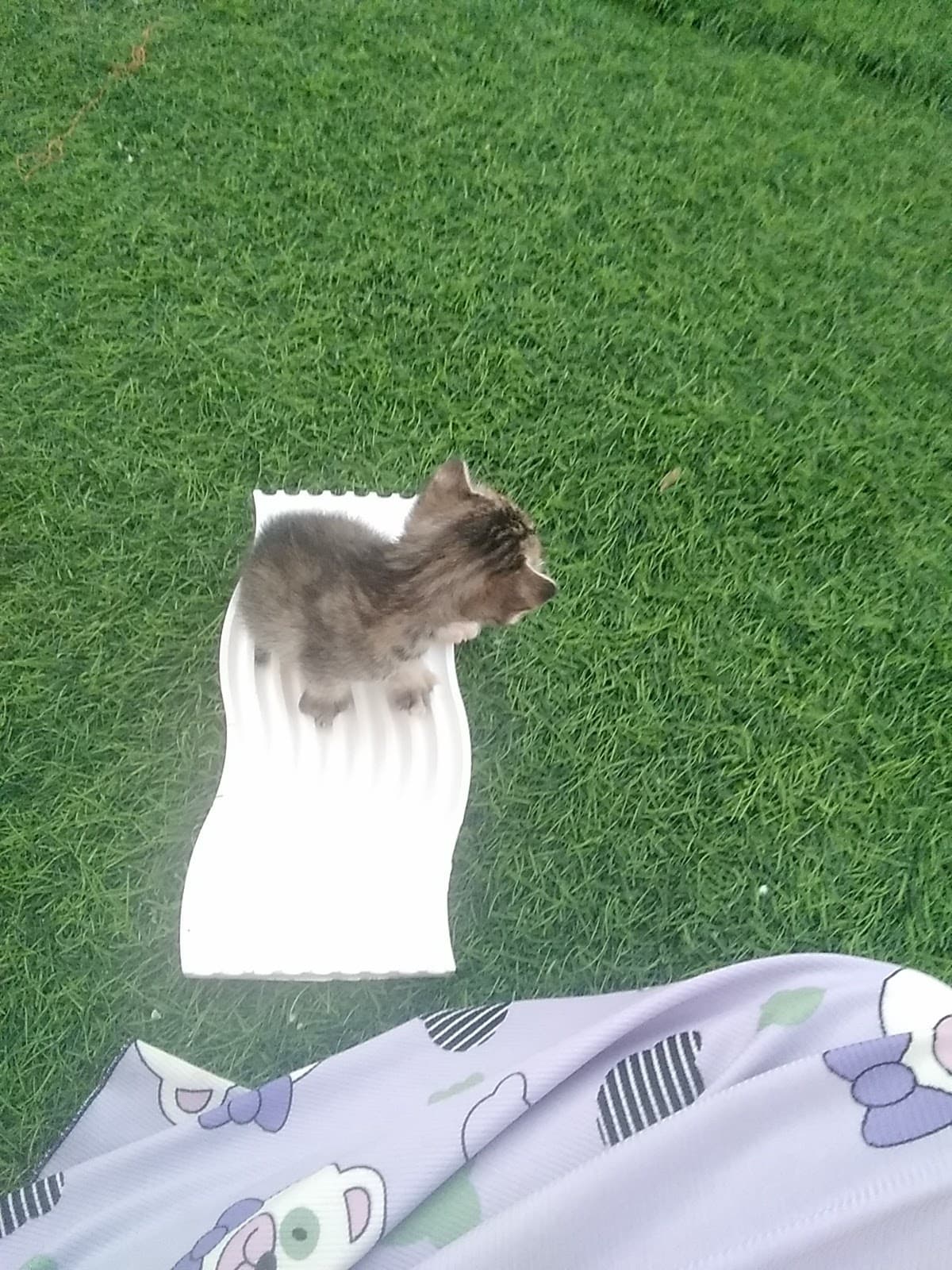 Bat School - Photo 2 of 2