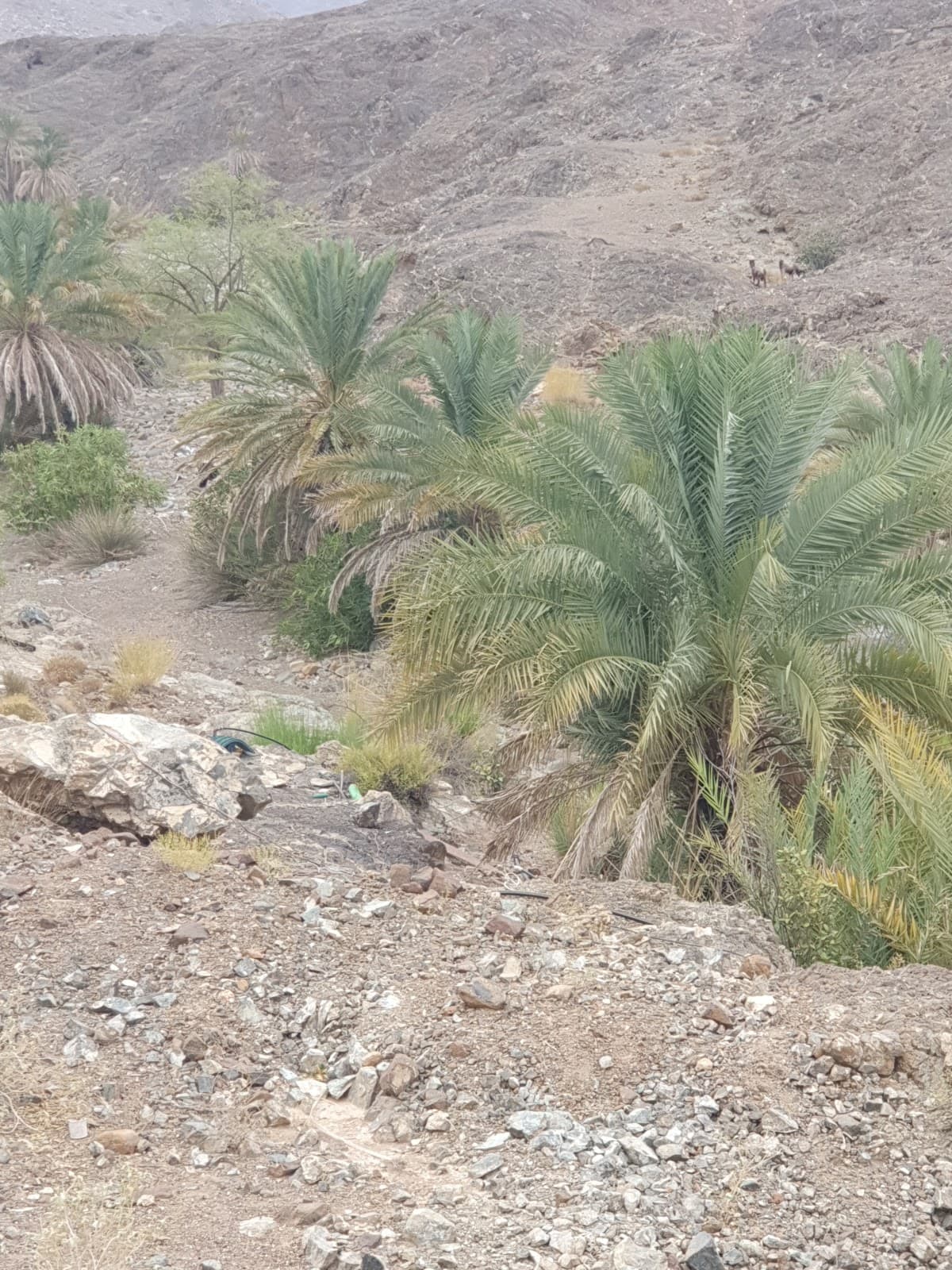 Al hehal School - Photo 2 of 3