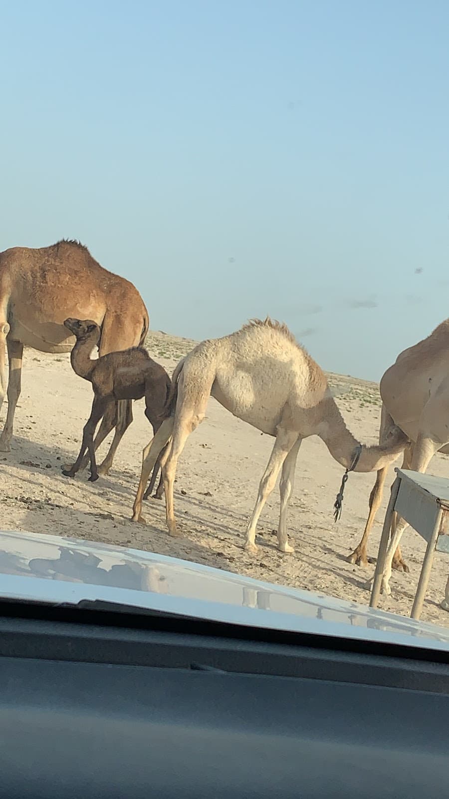 ALKHEEL School - Photo 1 of 1