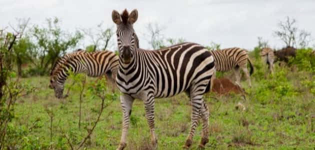 Bahjat Al Elm School - Nakhal, Al Batinah South - School in Oman